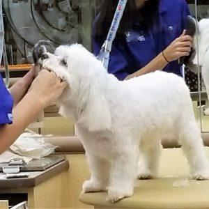 Do-it-Yourself Pet Grooming