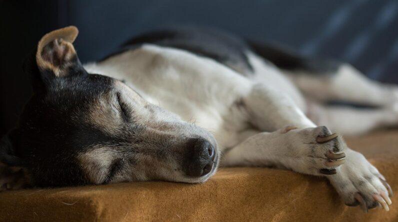 8 Health Problems in Senior Dogs