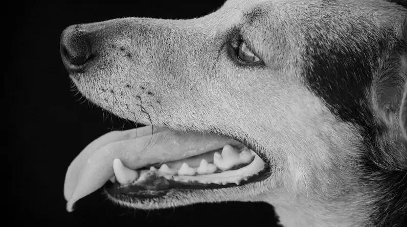 Best Dog Teeth Cleaning Products